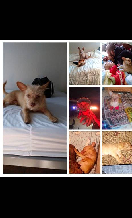 Tj is registered to the contest to win money with this photo: art, carnivore, child, collage, companion_dog, fawn, felidae, flesh, fur, mammal, paw, photo_caption, recreation, room, small_to_medium_sized_cats, tail, teddy_bear, toy_dog, vertebrate, whiskers