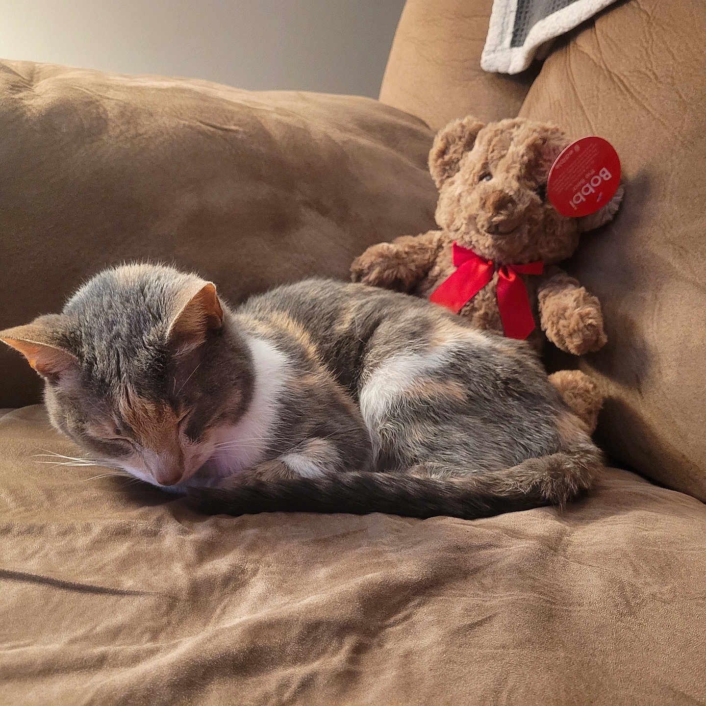 Molli joined the competition — help win amazing prizes! animal, brown, calico_cat, cat, couch, cozy, cute, feline, fur, home, indoor, pet, plush_toy, red_bow, relaxing, resting, sleeping, soft_texture, stuffed_animal, teddy_bear