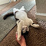 cat, black_and_white, carpet, hand, stretching, indoor, pet, feline, playful, relaxed, floor, paw, home, cozy, affection, animal, cute, domestic, fur, resting