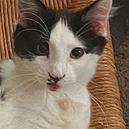 Penelope joined the competition — help win amazing prizes! cat, black_and_white, tongue_out, pet, animal, feline, whiskers, chair, woven_chair, indoor, closeup, cute, curious, fur, ears, eyes, relaxed, home, resting, portrait