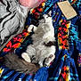 cat, animal, pet, fluffy, white, black, blanket, colorful, patterned, bed, book, relaxed, lying_down, cozy, indoor, paw, tail, whiskers, fur, playful