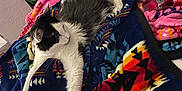 Penelope joined the competition — help win amazing prizes! cat, black_and_white, stretching, blanket, colorful, patterned, bed, indoor, cozy, furniture, pet, fur, whiskers, relaxed, flag, leaf_pattern, pink, blue, orange, home