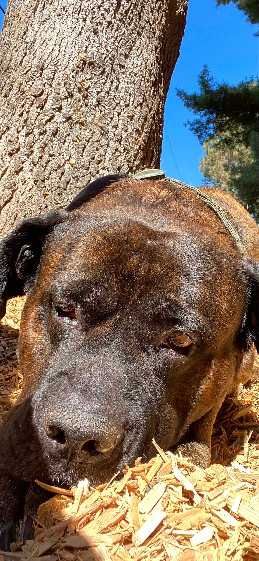 Bea is registered to the contest to win money with this photo: dog, close_up, outdoor, tree_trunk, wood_chips, brown_fur, large_dog, sunlight, nature, animal, canine, resting, relaxed, portrait, daylight, ear, nose, eye, ground, sky