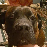 Bea is registered to the contest to win money with this photo: dog, indoor, close_up, leg, patterned_curtains, ceramic_cat_figurine, carpet, table, figurine, brown_dog, large_dog, resting, animal, pet, floor, home, furniture, cozy, quiet, companion