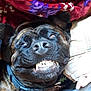 blanket, brindle, canine, casual_clothing, close_up, collar, companion, cozy, dog, funny_expression, fur, human_hand, indoors, lying_down, pet, relaxed, smiling, snout, teeth, tongue_hidden