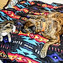 Bea is registered to the contest to win money with this photo: dog, cat, blanket, patterned_blanket, brindle_dog, tabby_cat, pet, indoor, animal, playing_cat, resting_dog, colorful, furniture, bed, collar, paw, fur, motion_blur, companion, cozy