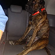Bea joined the competition — help win amazing prizes! animal, backseat, brindle, canine, car_interior, collar, companion, dog, domestic, flash, fur, large_dog, leisure, mammal, night, pet, reflection, seat, sitting, vehicle