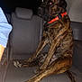 animal, backseat, brindle, canine, car_interior, collar, companion, dog, domestic, flash, fur, large_dog, leisure, mammal, night, pet, reflection, seat, sitting, vehicle