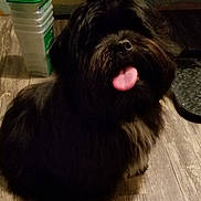 Diesel joined the competition — help win amazing prizes! dog, black_dog, tongue_out, fluffy, pet, indoor, wooden_floor, container, stacked_containers, tray, cute, animal, sitting, fur, mammal, companion, friendly, domestic_animal, playful, household