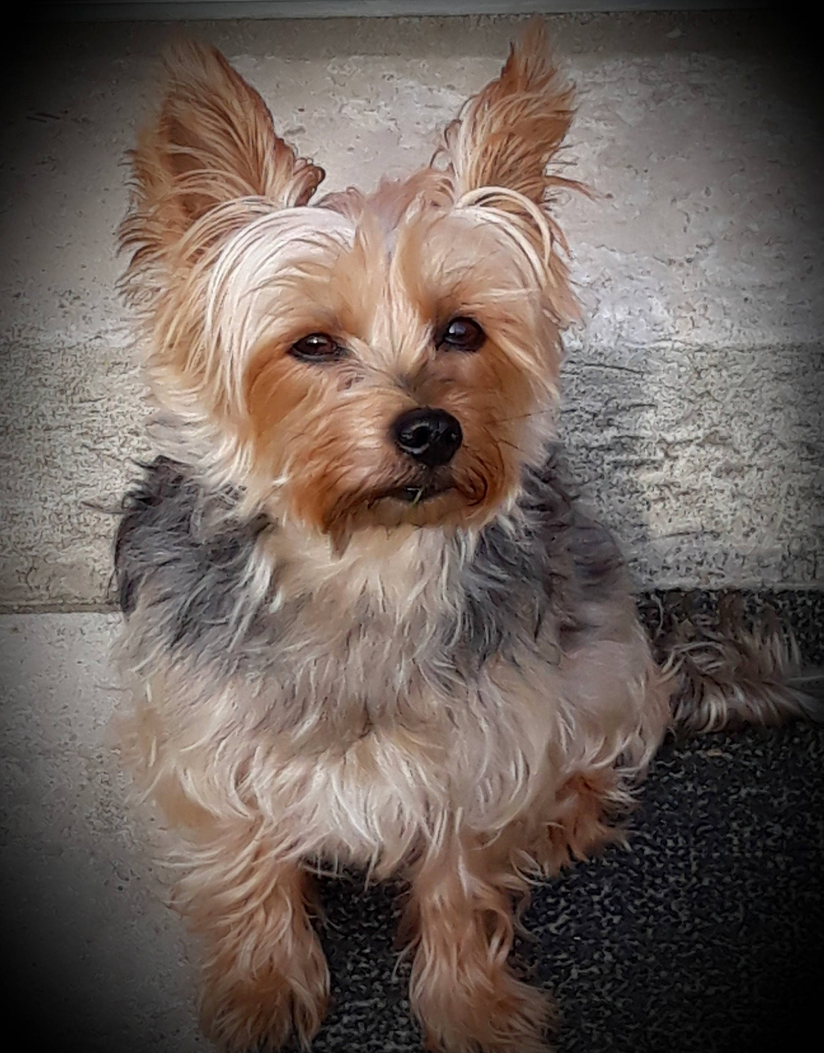 Elya participe au concours pour gagner de l'argent avec cette photo : biewer_terrier, carnivore, companion_dog, darkness, dog, dog_breed, dog_supply, fawn, fur, liver, non_sporting_group, small_terrier, snout, sporting_group, terrestrial_animal, terrier, toy_dog, working_animal