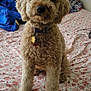 Bella joined the competition — help win amazing prizes! dog, bed, floral_bedspread, curly_fur, indoor, pet, collar, tags, brown_dog, furniture, blanket, cozy, animal, cute, domestic_animal, canine, sitting, fur, bedroom, resting