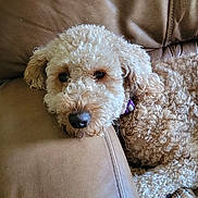 Bella joined the competition — help win amazing prizes! dog, curly_hair, brown_leather_couch, resting, relaxed, pet, indoor, sleepy, close_up, fur, canine, collar, comfortable, animal, home, cute, fluffy, laying_down, domestic, companion