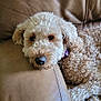 dog, curly_hair, brown_leather_couch, resting, relaxed, pet, indoor, sleepy, close_up, fur, canine, collar, comfortable, animal, home, cute, fluffy, laying_down, domestic, companion