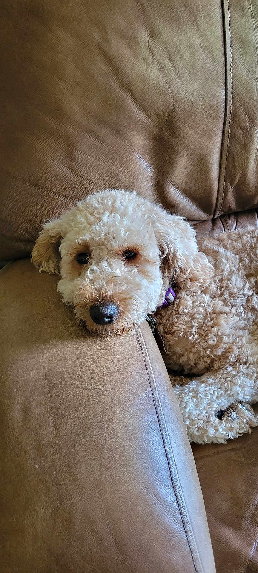 Bella