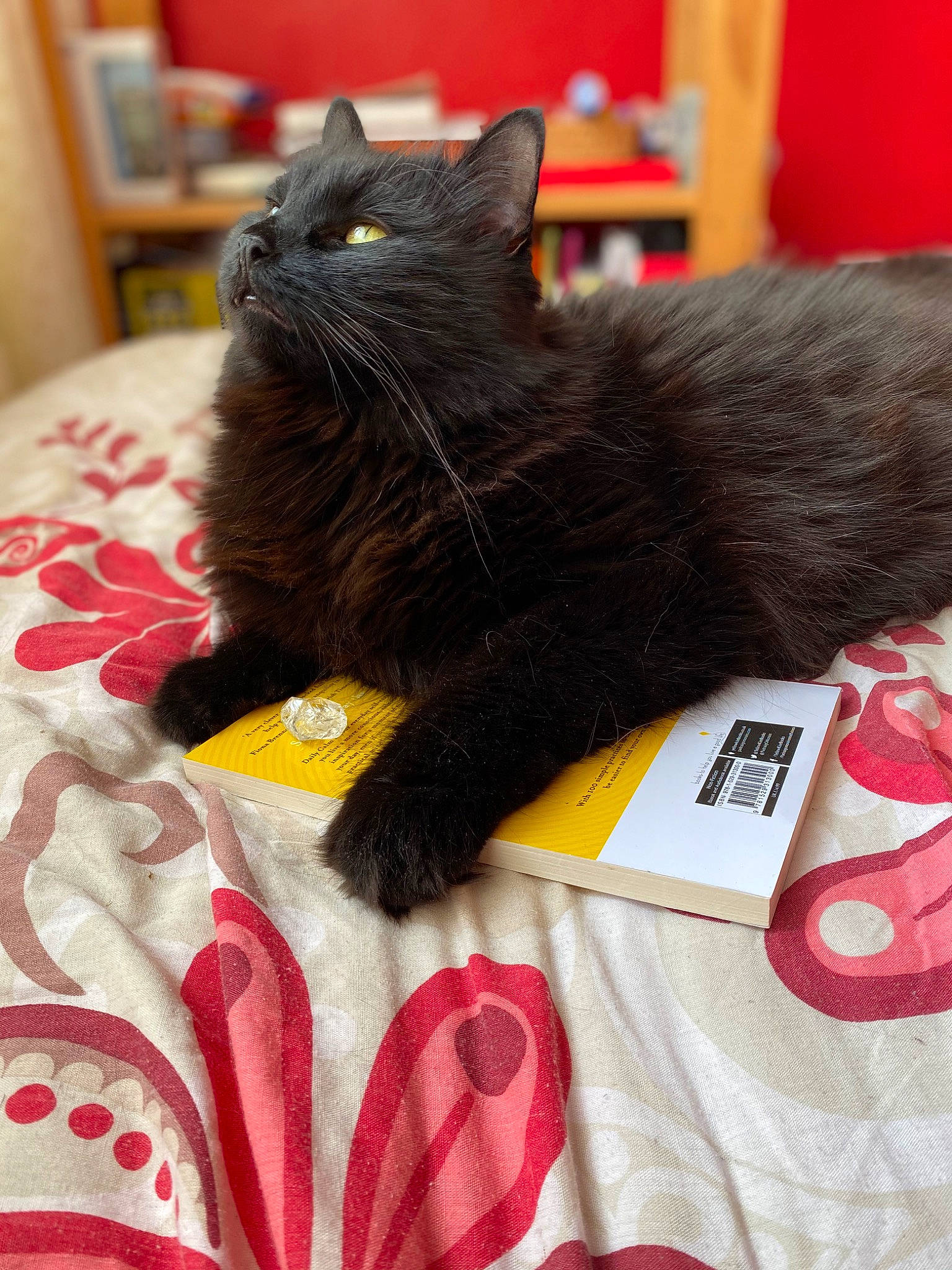 Merlin joined the competition — help win amazing prizes! bag, black_cat, bombay, carmine, carnivore, cat, claw, comfort, domestic_short_haired_cat, felidae, fur, linens, mammal, nap, paw, small_to_medium_sized_cats, snout, tail, thread, whiskers