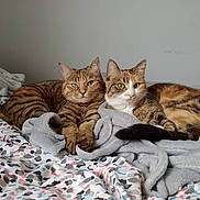 Rosi Et Rubis participe au concours pour gagner de l'argent avec cette photo : cat, tabby_cat, pet, animal, feline, bed, blanket, indoor, resting, two_cats, striped, fur, cute, cozy, domestic_animal, sleepy, relaxed, household, companion, laying_down