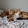 cat, tabby_cat, pet, animal, feline, bed, blanket, indoor, resting, two_cats, striped, fur, cute, cozy, domestic_animal, sleepy, relaxed, household, companion, laying_down
