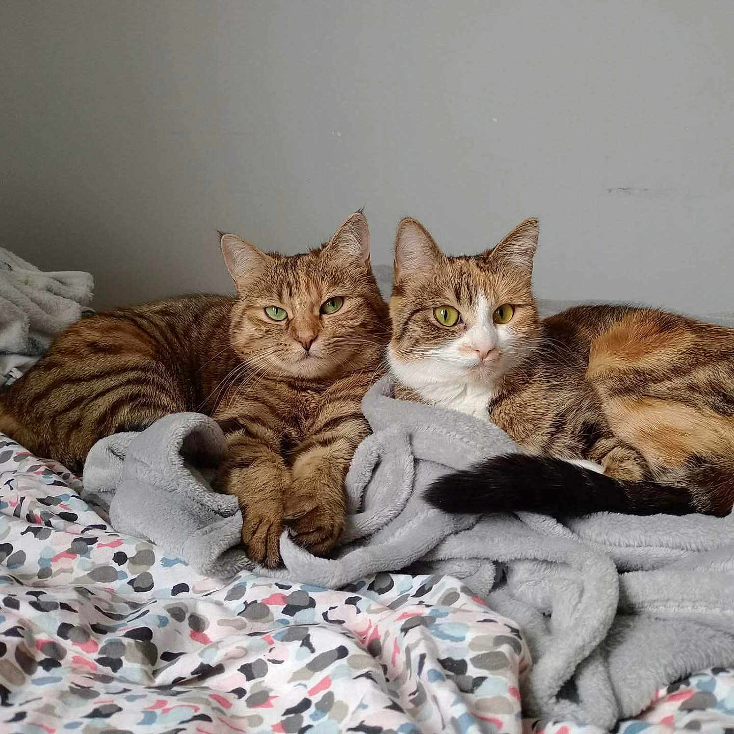 Rosi Et Rubis participe au concours pour gagner de l'argent avec cette photo : animal, bed, blanket, cat, companion, cozy, cute, domestic_animal, feline, fur, household, indoor, laying_down, pet, relaxed, resting, sleepy, striped, tabby_cat, two_cats