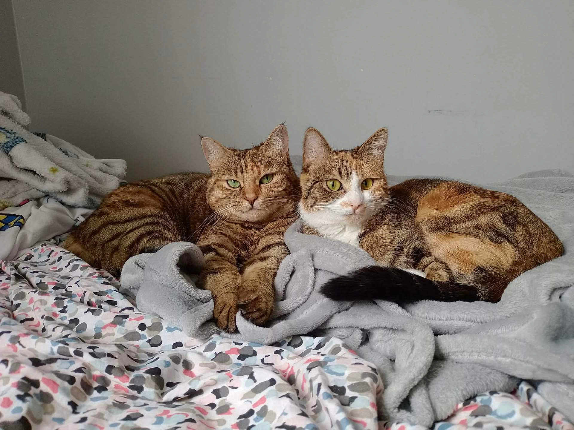 Rosi Et Rubis participe au concours pour gagner de l'argent avec cette photo : cat, tabby_cat, pet, animal, feline, bed, blanket, indoor, resting, two_cats, striped, fur, cute, cozy, domestic_animal, sleepy, relaxed, household, companion, laying_down