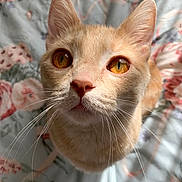 Bennie joined the competition — help win amazing prizes! cat, orange_tabby, close_up, whiskers, amber_eyes, curious, pet, animal, feline, portrait, indoor, soft_lighting, floral_background, cute, domestic_cat, looking_up, fur, muzzle, ears, nose