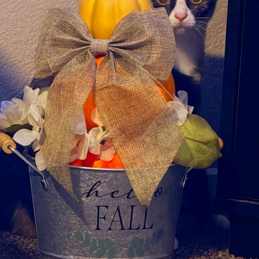 Tortellini joined the competition — help win amazing prizes! cat, kitten, pet, animal, face, eyes, ears, looking, autumn, fall, pumpkin, flowers, bow, burlap, decor, bucket, indoor, carpet, home_decor, seasonal