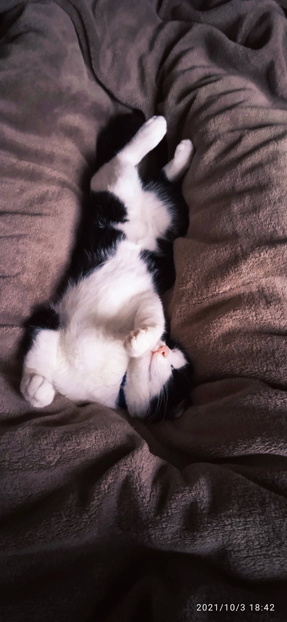 Charli participe au concours pour gagner de l'argent avec cette photo : canidae, carnivore, cat, claw, comfort, darkness, domestic_short_haired_cat, felidae, foot, fur, grey, linens, nap, paw, sleep, small_to_medium_sized_cats, tail, whiskers, wood