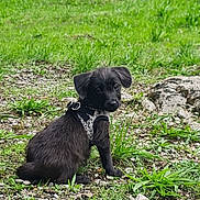 Kiwi a rejoint le concours — aidez-le/la à gagner de superbes lots ! puppy, dog, black_dog, grass, outdoor, nature, pet, young_dog, sitting, harness, curious, small_dog, fur, rock, greenery, animal, cute, portrait, ground, daylight