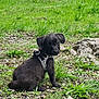 puppy, dog, black_dog, grass, outdoor, nature, pet, young_dog, sitting, harness, curious, small_dog, fur, rock, greenery, animal, cute, portrait, ground, daylight