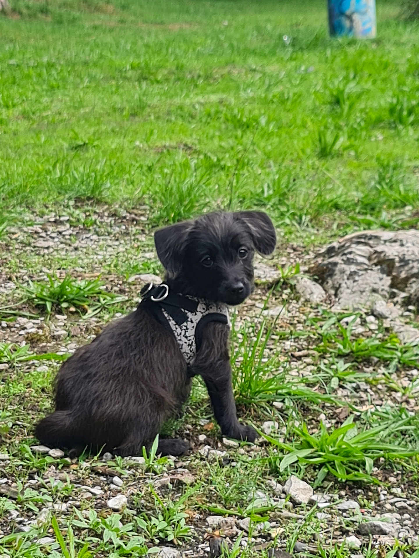 Kiwi