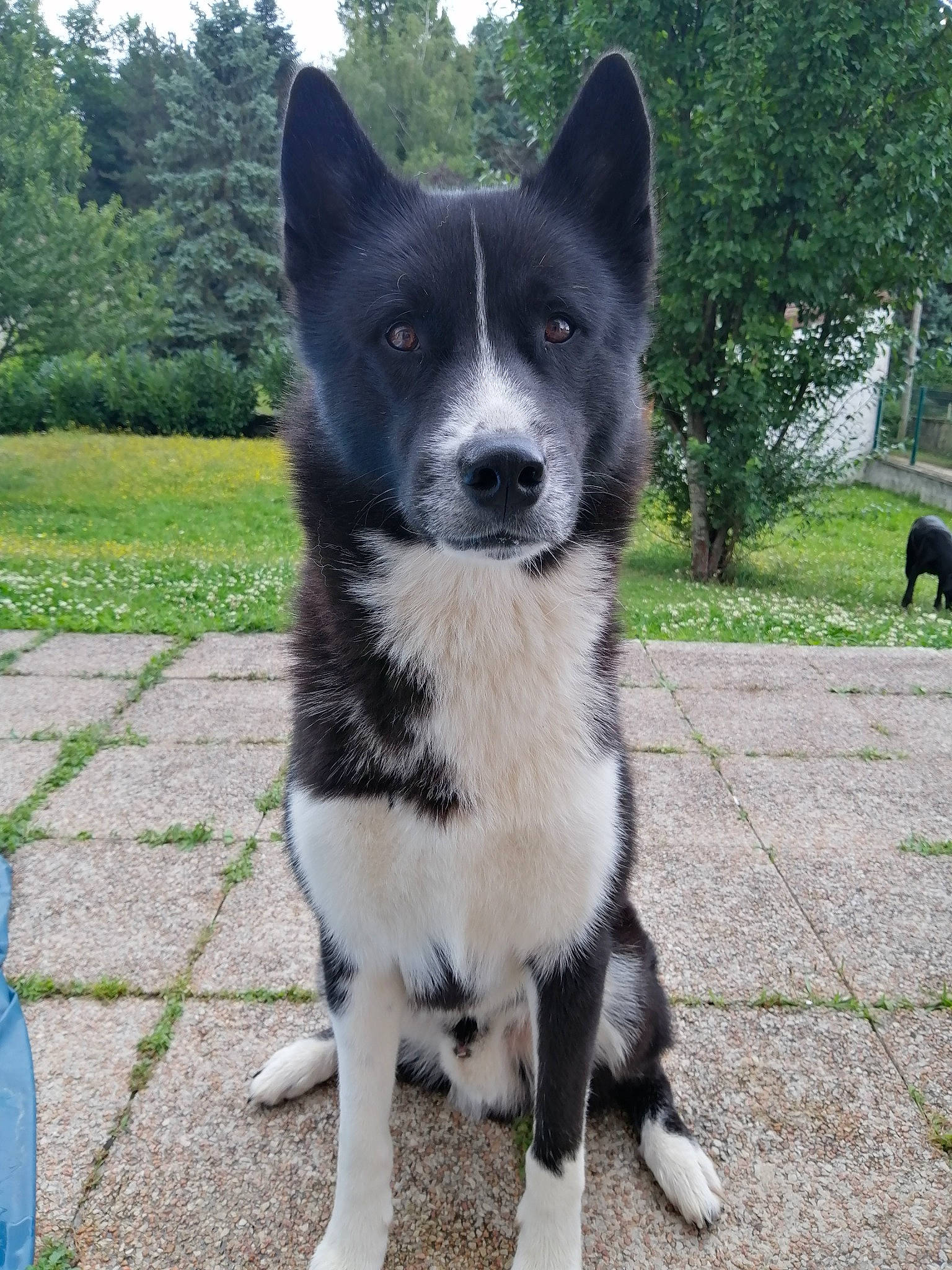 Ragnar a rejoint le concours — aidez-le/la à gagner de superbes lots ! art, canidae, carnivore, collar, companion_dog, dog, dog_breed, dog_collar, fur, grass, herding_dog, non_sporting_group, plant, road_surface, snout, sporting_group, tail, tree, working_animal, working_dog