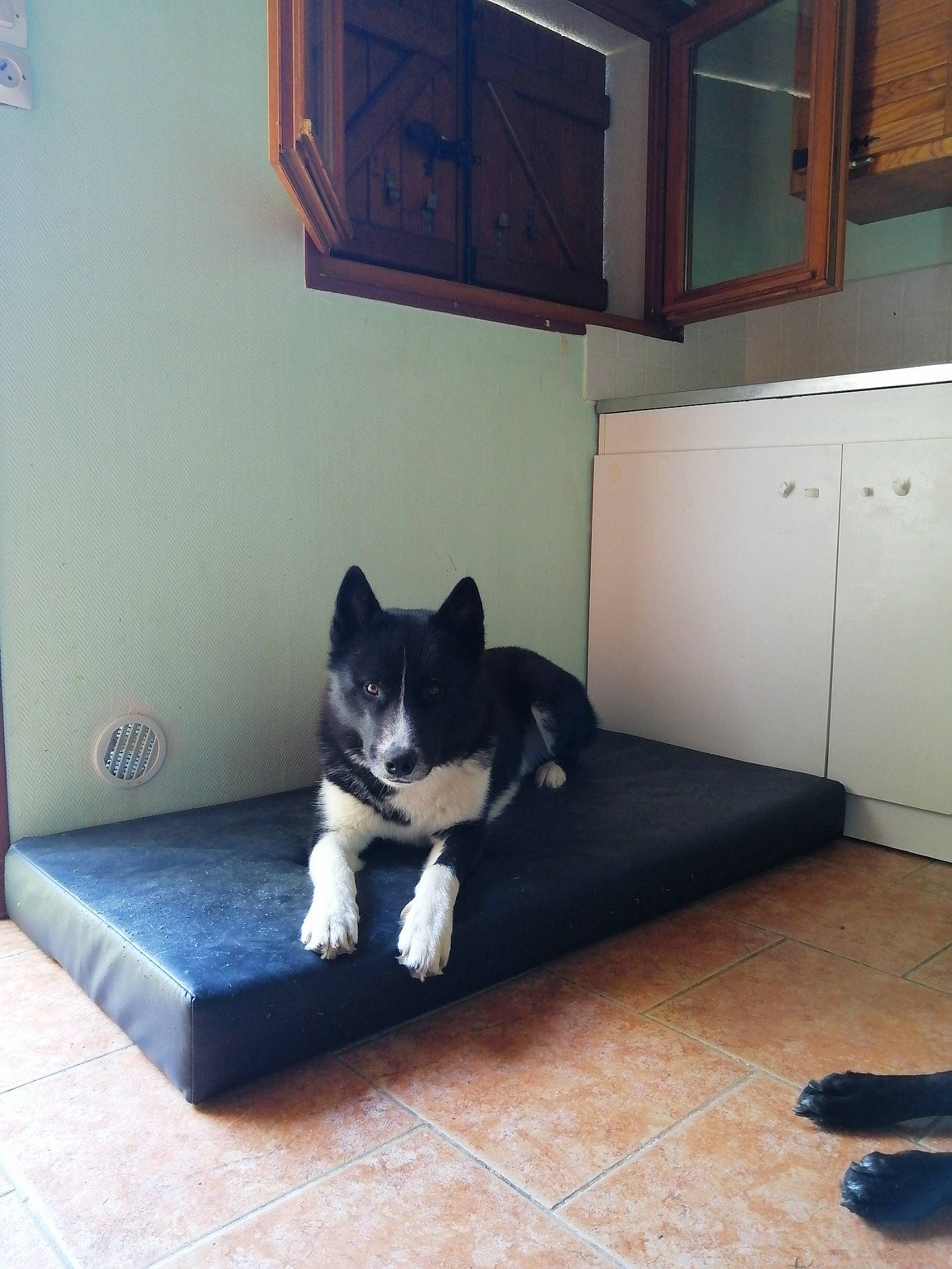 Ragnar participe au concours pour gagner de l'argent avec cette photo : black_cat, cabinetry, carnivore, cat, comfort, companion_dog, couch, dog_breed, felidae, floor, flooring, grey, hardwood, interior_design, living_room, small_to_medium_sized_cats, table, tail, whiskers, wood