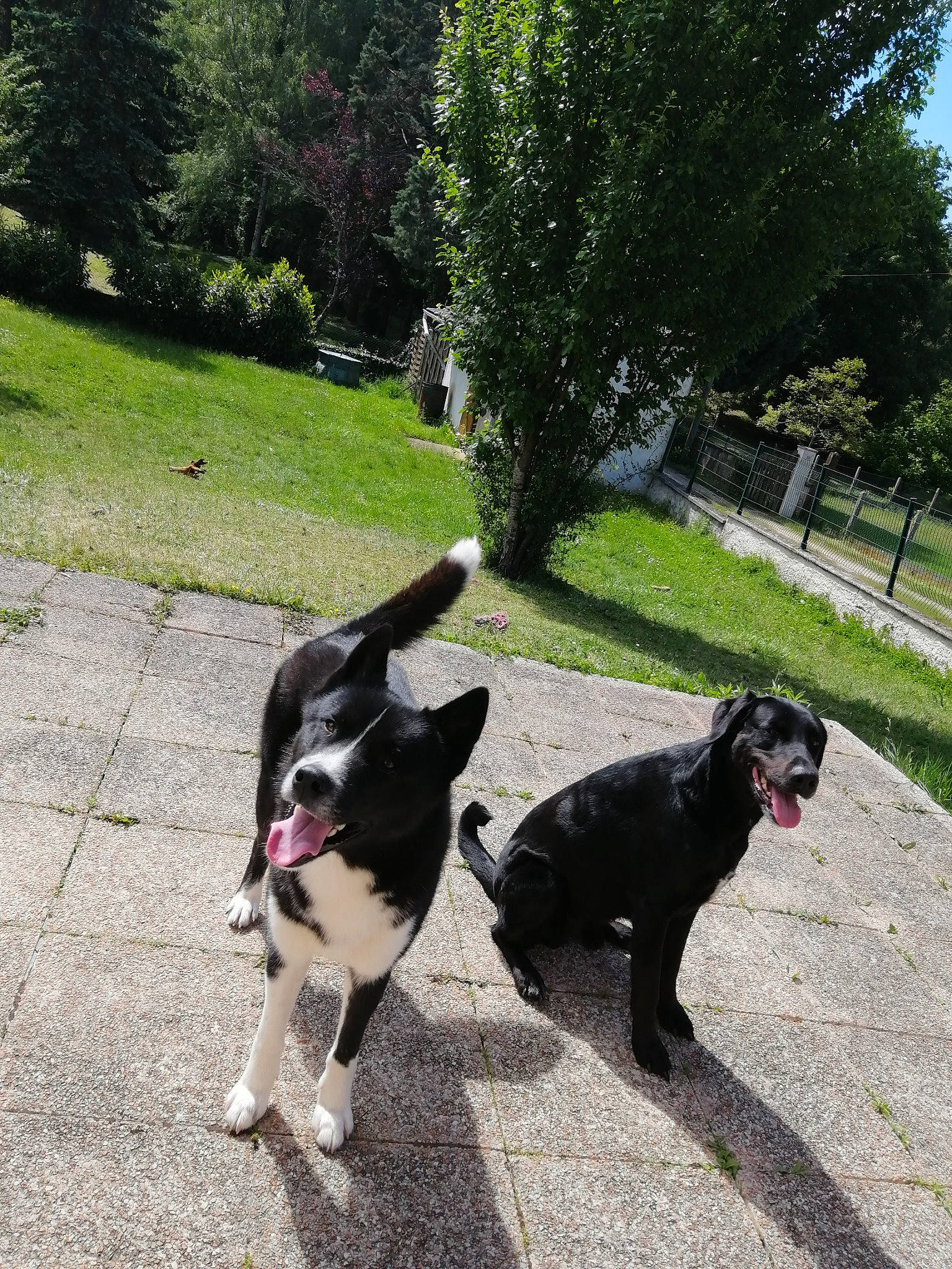 Thor a rejoint le concours — aidez-le/la à gagner de superbes lots ! asphalt, carnivore, collar, companion_dog, dog, dog_breed, dog_collar, dog_walking, grass, lawn, leash, plant, road_surface, shadow, snout, sporting_group, tail, tree, walking, working_animal