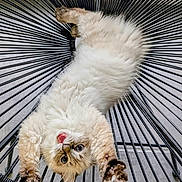Billie Jean participe au concours pour gagner de l'argent avec cette photo : cat, fluffy, long_hair, upside_down, lying_down, pet, animal, face, eyes, whiskers, paws, claws, collar, indoors, chair, metal, wire, close_up, portrait, funny