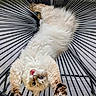 cat, fluffy, long_hair, upside_down, lying_down, pet, animal, face, eyes, whiskers, paws, claws, collar, indoors, chair, metal, wire, close_up, portrait, funny
