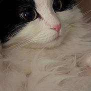 Pollux is registered to the contest to win money with this photo: cat, feline, pet, close_up, portrait, black_and_white, fluffy, long_fur, whiskers, pink_nose, big_eyes, cute, cozy, indoor, relaxed, soft_texture, macro, mammal, friendly, nose