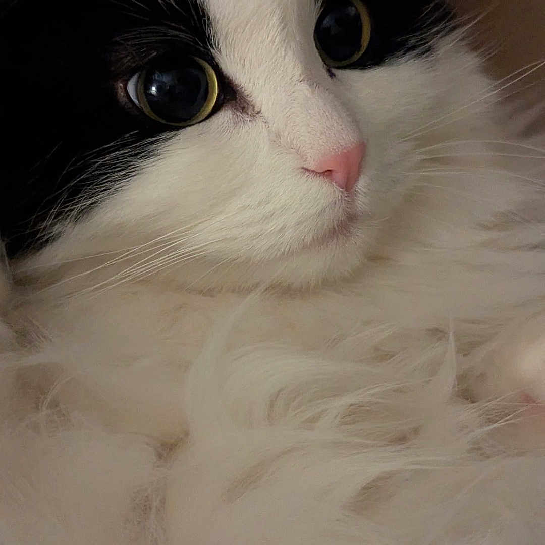 Pollux is registered to the contest to win money with this photo: big_eyes, black_and_white, cat, close_up, cozy, cute, feline, fluffy, friendly, indoor, long_fur, macro, mammal, nose, pet, pink_nose, portrait, relaxed, soft_texture, whiskers