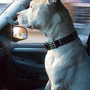 Kilo joined the competition — help win amazing prizes! dog, white_dog, car_interior, car_seat, window, side_mirror, collar, studs, pet, animal, motion_blur, daylight, looking_out, seat, canine, inside_car, travel, road_trip, vehicle, portrait