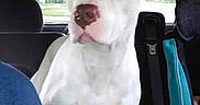 Kilo is registered to the contest to win money with this photo: alert, animal, backseat, brown_nose, canine, car_interior, car_seat, curious, daylight, dog, domestic_animal, indoor, magazines, pet, seat, seatbelt, transportation, vehicle, white_dog, window