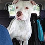 Kilo is registered to the contest to win money with this photo: dog, white_dog, car_interior, seat, pet, animal, brown_nose, window, daylight, vehicle, canine, backseat, magazines, curious, alert, domestic_animal, indoor, transportation, seatbelt, car_seat