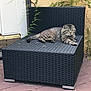 Ranger is registered to the contest to win money with this photo: animal, cat, chair, ear, floor, fur, furniture, greenery, lounging, outdoor, patio, paw, pet, plant, relaxed, tabby_cat, tail, texture, wall, whiskers