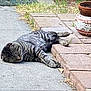 Ranger joined the competition — help win amazing prizes! animal, cat, close_up, flower_pot, fur, garden, nature, outdoor, paws, pet, plant, quiet, relaxed, resting, sidewalk, sleeping, stone_path, sunlight, tabby, whiskers
