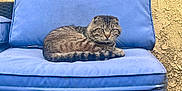 Ranger is registered to the contest to win money with this photo: animal, blue_cushion, cat, cozy, curious, cushion, domestic_cat, folded_ears, fur, furniture, outdoor, pet, relaxed, resting, seat, sitting, striped, tabby, textured_wall, whiskers