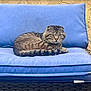 animal, blue_cushion, cat, cozy, curious, cushion, domestic_cat, folded_ears, fur, furniture, outdoor, pet, relaxed, resting, seat, sitting, striped, tabby, textured_wall, whiskers