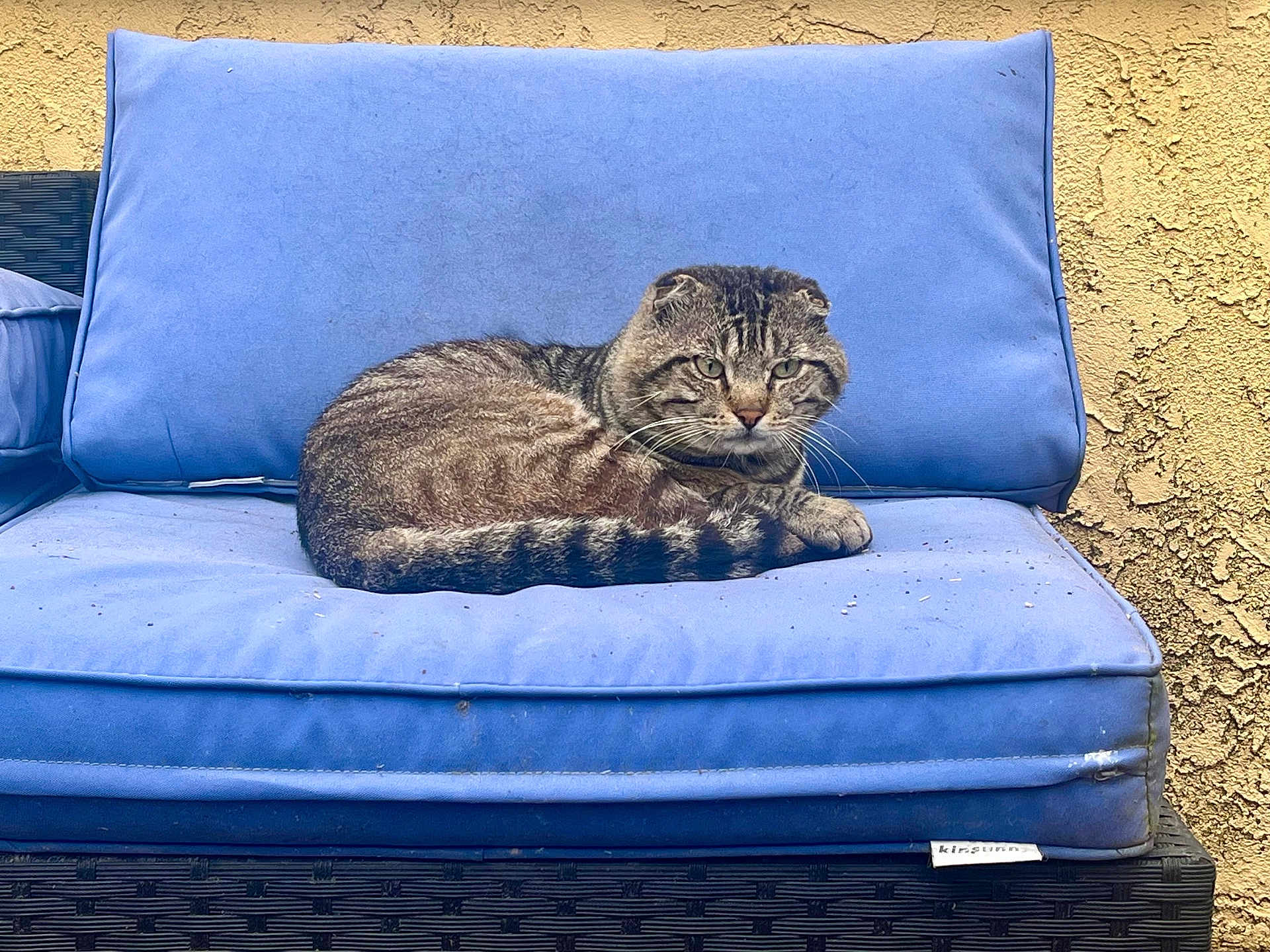 Ranger is registered to the contest to win money with this photo: animal, blue_cushion, cat, cozy, curious, cushion, domestic_cat, folded_ears, fur, furniture, outdoor, pet, relaxed, resting, seat, sitting, striped, tabby, textured_wall, whiskers