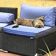 Ranger is registered to the contest to win money with this photo: animal, blue, cat, chair, cushion, domestic, fur, furniture, outdoor, patio, paw, pet, relaxed, resting, sleeping, sunlight, tabby, whiskers, wicker, yellow_wall