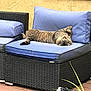 animal, blue, cat, chair, cushion, domestic, fur, furniture, outdoor, patio, paw, pet, relaxed, resting, sleeping, sunlight, tabby, whiskers, wicker, yellow_wall