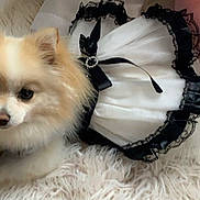 Athena is registered to the contest to win money with this photo: dog, small_dog, fluffy, white_dog, black_and_white_dress, pet_clothing, indoor, shaggy_rug, cute, animal, canine, household, relaxed, lying_down, fur, adorable, companion, domestic_animal, portrait, cozy