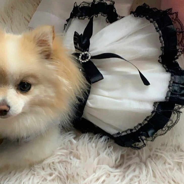 Athena is registered to the contest to win money with this photo: adorable, animal, black_and_white_dress, canine, companion, cozy, cute, dog, domestic_animal, fluffy, fur, household, indoor, lying_down, pet_clothing, portrait, relaxed, shaggy_rug, small_dog, white_dog