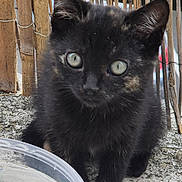 Ange a rejoint le concours — aidez-le/la à gagner de superbes lots ! animal, bamboo_fence, black_cat, closeup, concrete, curious, cute, ears, eyes, feline, fur, kitten, nature, outdoor, pet, sitting, small, water_bowl, whiskers, young