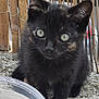 animal, bamboo_fence, black_cat, closeup, concrete, curious, cute, ears, eyes, feline, fur, kitten, nature, outdoor, pet, sitting, small, water_bowl, whiskers, young